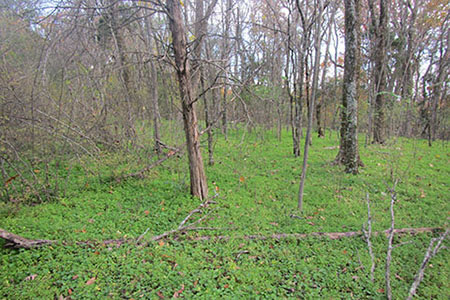 Tornado Rd ground cover